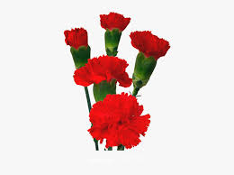 Colibri Flowers Minicarnation Aragon Grower Of Carnations Flower Carnations Png Transparent Png Transparent Png Image Pngitem You can download free flower png images with transparent backgrounds from the largest collection on purepng. colibri flowers minicarnation aragon
