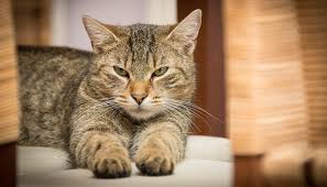 Ruyada Kedi Gormek Nedir 100 Dogru Yorumlar Imami Nablusi R A