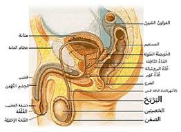 قضيب الإنسان ويكيبيديا
