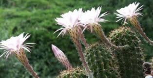 Si bien las espinas visibles a simple vista y un cuerpo. Los Tipos De Cactus Mas Buscados Del Mundo Descubrelos