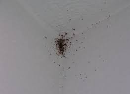 Vacuum up the dead booklice. Where To Look Bug Wall Bed Bugs Waterproofing Basement