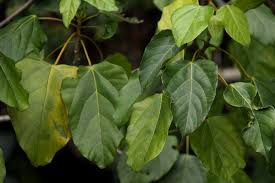 Image result for Macaranga mellifera