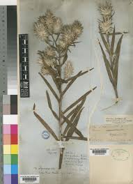 Image result for Macledium