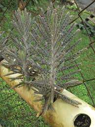 Pin En Plantas Medicinales