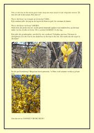 Image result for Rhigozum brevispinosum