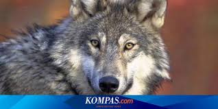 Tebal tebal kulit serigala kutub melindunginya daripada angin dan. Mengapa Serigala Liar Dan Anjing Bersahabat