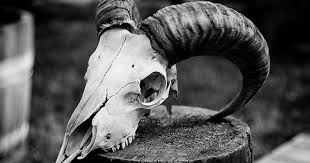 Black Bone Forest Treasure Location Online Skull With Horns Animal Skulls Skull With Horns Goat Skull