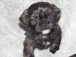 Adorable Shih Poo Puppies For Sale Shih Poo Puppies Puppies Kittens And Puppies