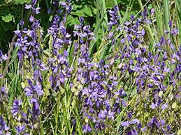 Image result for Polygala marensis