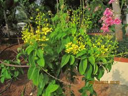 Image result for Tristellateia