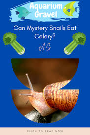 As a result, it will be easier for the fish, shrimp or snail to eat them. Can Mystery Snails Eat Celery Yes They Can But Ag