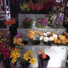 Photos At Conroy S Flowers 35 Visitors