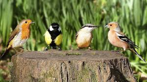 Sound Of Birds Chirping In The Morning Mp3 Free Download Bird Sounds In The Morning Youtube