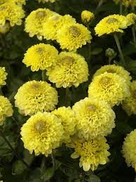 Mum Little One Bluestone Perennials Flowers Perennials Perennial Plants Perennials
