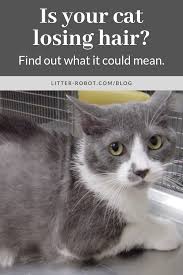 Pin On Meow Knowledge