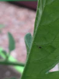 Black bug on tomato plant. Ask Extension