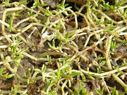 Image result for Crassula granvikii