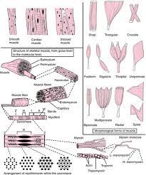 Physical Characteristics Of Primary Elasticity Muscle Definition Of Physical Characteristics Of Primary El Medical Dictionary Muscle Definition Soft Palate