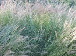 Image result for Aristida diffusa