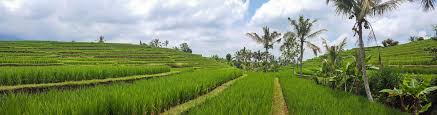 Image result for indonesia panorama photos