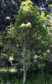 Image result for Glenniea africana