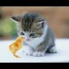 20 gambar kucing lucu dan imut dari berbagai jenis. Https Encrypted Tbn0 Gstatic Com Images Q Tbn And9gcqqbpc Xhhb47dfnka1ruvldew9wo8nrlhxbgvlcou Usqp Cau