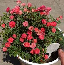 Micro Mini Rose Tiny Flame Mini Roses Rose Beautiful Roses