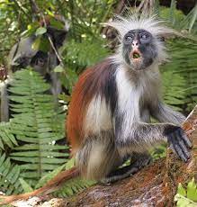 Zanzibar Red Colobus Aka Kirk S Red Colobus Endemic To Unguja The Main Island Of The Zanzibar Archipelago Off The Coast Of Unique Animals Primates Animals