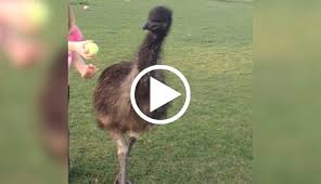 This Emu Loves To Play Fetch Just Like A Dog Play Fetch Emus Funny Emu