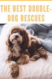 Adorable Moodle Maltese Poodle In 2021 Poodle Mix Dogs Doodle Dog Breeds Poodle Cross Breeds