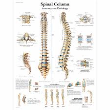 Spinal Column Chart