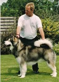 There are a lot of people who claim to have 200lb plus malamutes. About Us Illamarocks Alaskan Malamutes