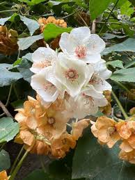 Image result for Dombeya