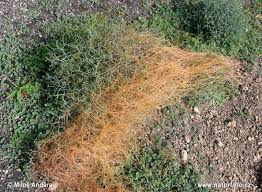 Image result for Cuscuta approximata