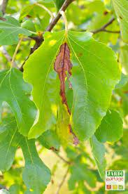 Check spelling or type a new query. Identifiez Et Traitez Facilement Toutes Les Maladies Du Figuier Plant Leaves Plants Permaculture
