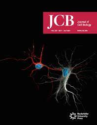 We did not find results for: About Jcb Journal Of Cell Biology Rockefeller University Press