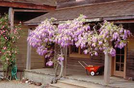 An aggressive vine sporting the longest racemes of any wisteria. Yardsmart How To Choose The Right Wisteria For Your Garden Your Home Kenoshanews Com
