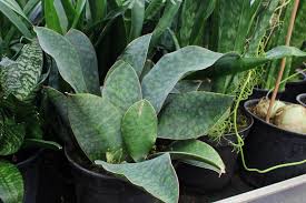 Known for being the king of sansevierias with its gigantic leaves, this is a showstopper in any plant lover's collection. Photo Of The Entire Plant Of Whale Fin Snake Plant Sansevieria Masoniana Posted By Ruuddeblock Garden Org