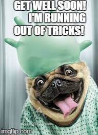 Memes To Make You Smile When You Are Sick As A Dog Friday Frivolity Munofore