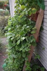 Jeden Tag Eine Schale Erdbeeren Garten Pflanzen Pflanzen Garten Ideen Gemuse