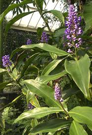 Image result for Commelinaceae