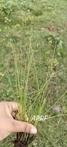 Image result for Fimbristylis quinquangularis