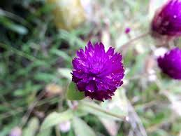 Sedangkan warna netral adalah campuran dari ketiga jenis warna diatas. Bunga Berwarna Ungu Steemkr