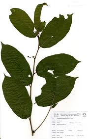 Image result for Pycnanthus