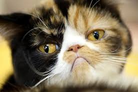 How to train a cat | BPS