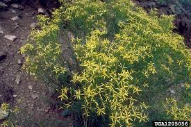 Image result for Senecio hadiensis