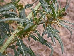 Image result for Xanthium