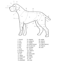 Image result for český fousek stavba těla