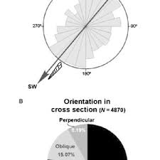 To remove from a pod or (figuratively) a purse). Pdf Taphonomy And Palaeoecology Of Hauterivian Barremian Nerineoid Shell Beds From The Neuquen Basin West Central Argentina