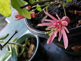 Image result for Passiflora sanguinolenta